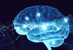 کشف یک مدار جدید در مغز انسان 