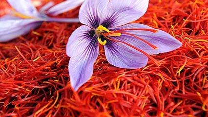 تولید۳ تن زعفران در آذربایجان شرقی