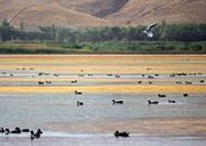 تالاب «قوری‌گول» در خطر خشکی دایمی قرار دارد