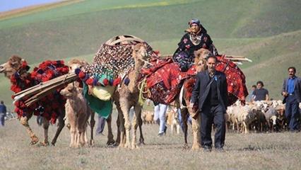 ورود دام‌های غیرمجاز به مراتع سهند در مراغه