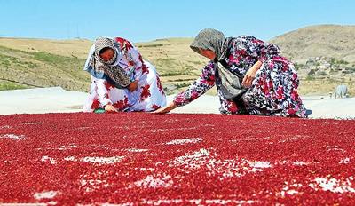 آذربایجان شرقی چهارمین تولیدکننده سماق کشور