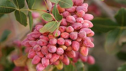 برگزاری جشن برداشت پسته در خسروشاه